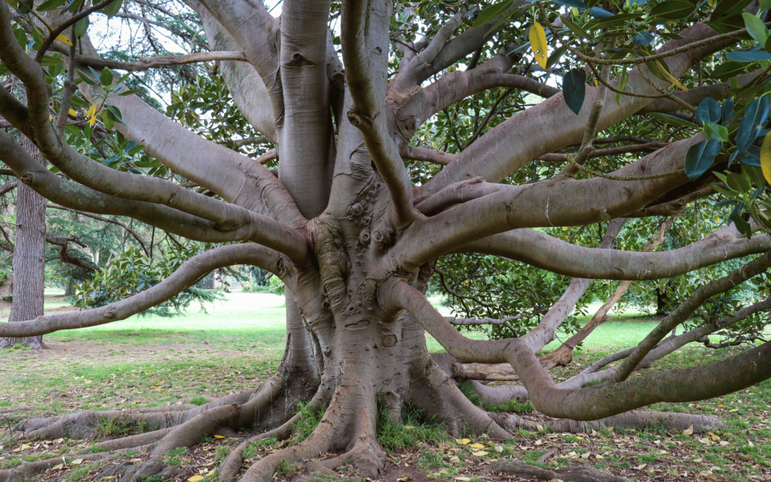 Tree Preservation in San Diego